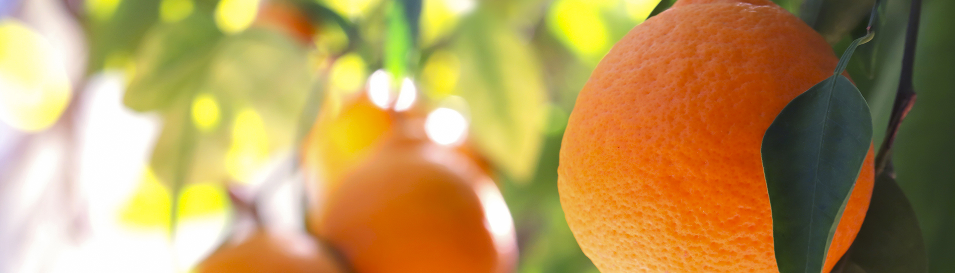 Orange plant